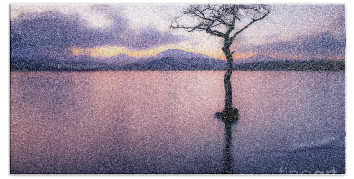 Loch Lomond Beach Towel featuring the photograph Lone tree dusk at Milarrochy Bay, Loch Lomond, Scotland by Neale And Judith Clark