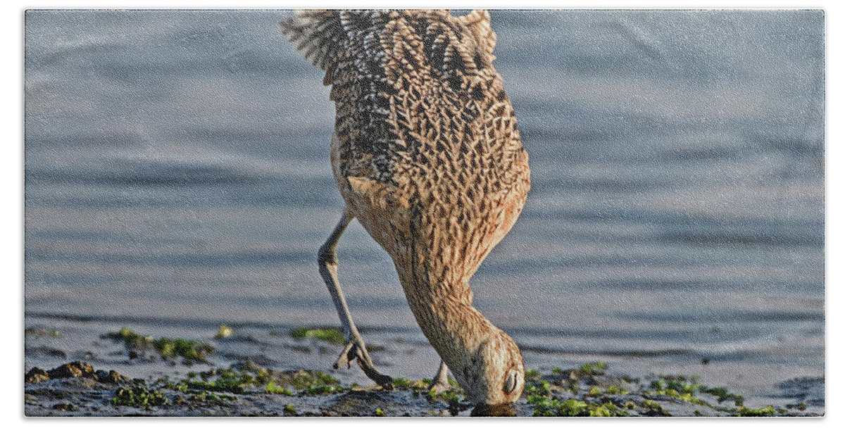 Long-billed Curlew Beach Towel featuring the photograph Long-billed Curlew by Amazing Action Photo Video