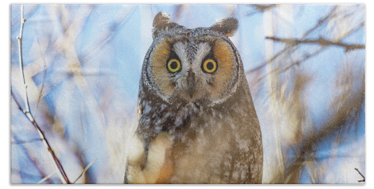 Owl Beach Towel featuring the photograph Long Eared Owl Up Close and Head On by Tony Hake