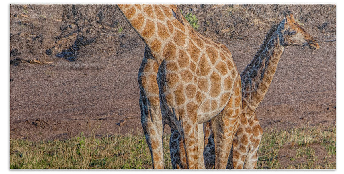Giraffes Beach Towel featuring the photograph Long Necks and Long Legs in Botswana by Marcy Wielfaert