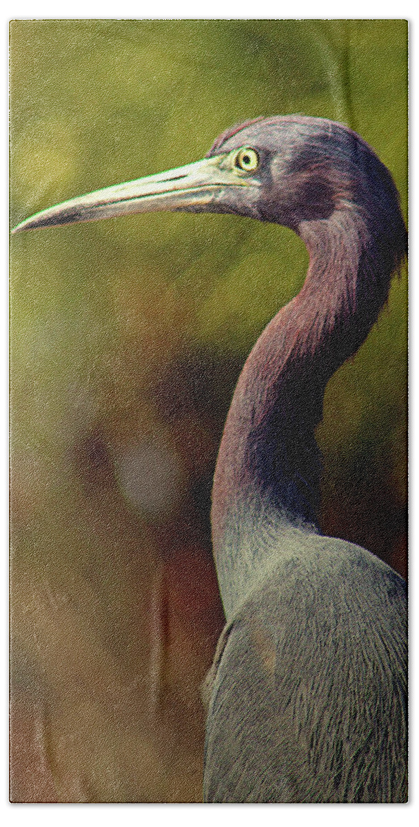 Little Blue Heron Beach Towel featuring the photograph Looking Out by Michael Allard
