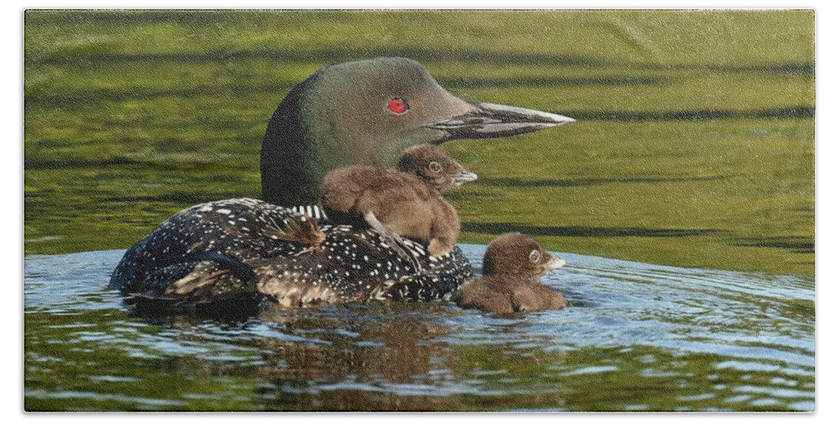 Loon Beach Towel featuring the photograph Loon mom and her babies by Heather King