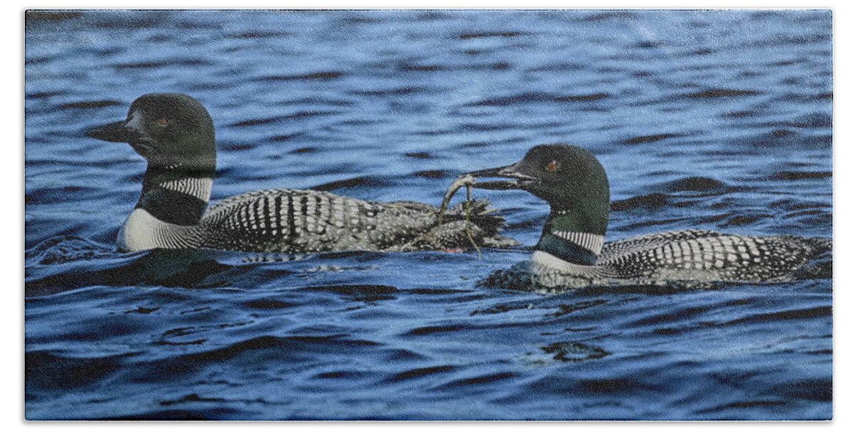Bird Beach Towel featuring the photograph Loons With Perch by Dale Kauzlaric