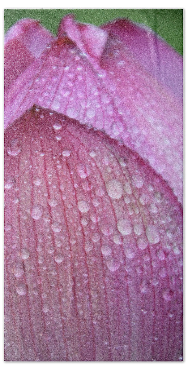 Pink Beach Towel featuring the photograph Lotus Drops by Carolyn Stagger Cokley