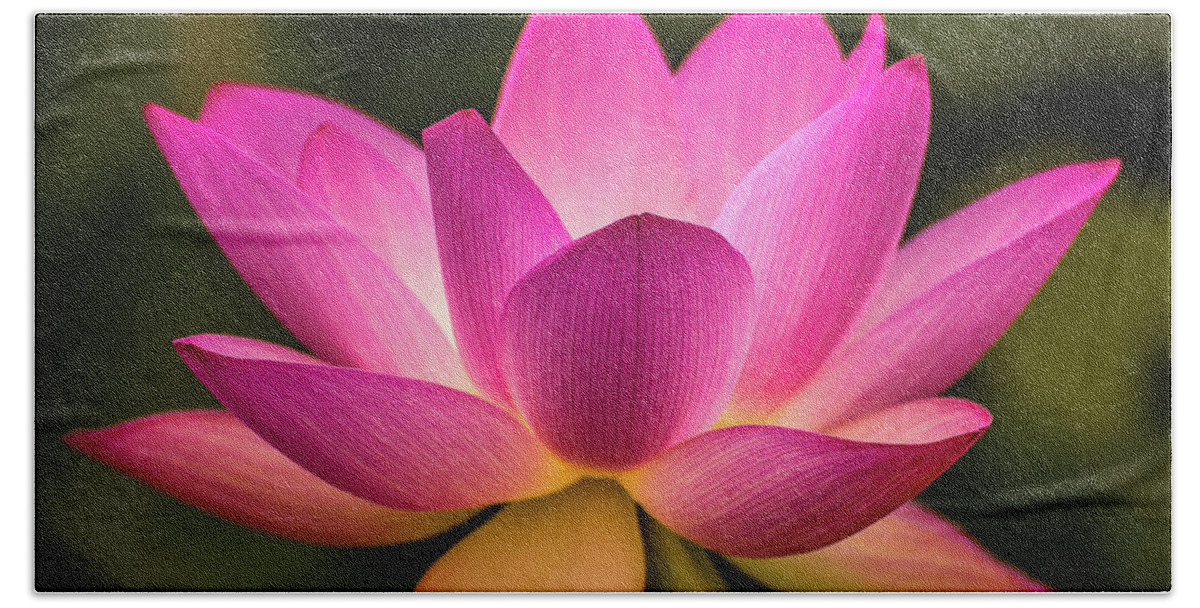 Kenilworth Gardens Beach Towel featuring the photograph Lotus in soft light by Robert Miller