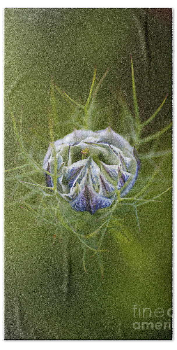 Nigella Beach Towel featuring the photograph Love In The Mist Round Bud by Joy Watson