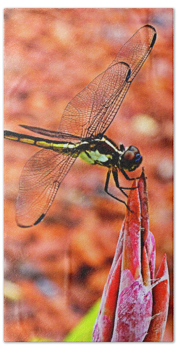 Dragonfly Beach Towel featuring the photograph Lovely Dragonfly by Bill Barber
