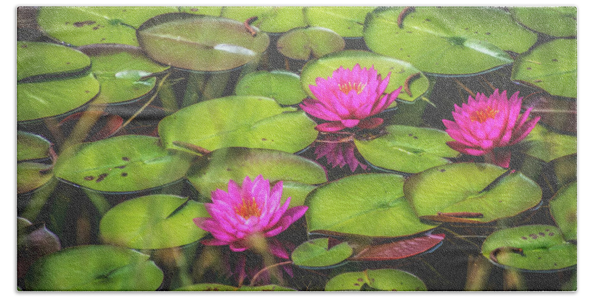 Lily Pond Beach Towel featuring the photograph Lovely Lily Pond by Steph Gabler
