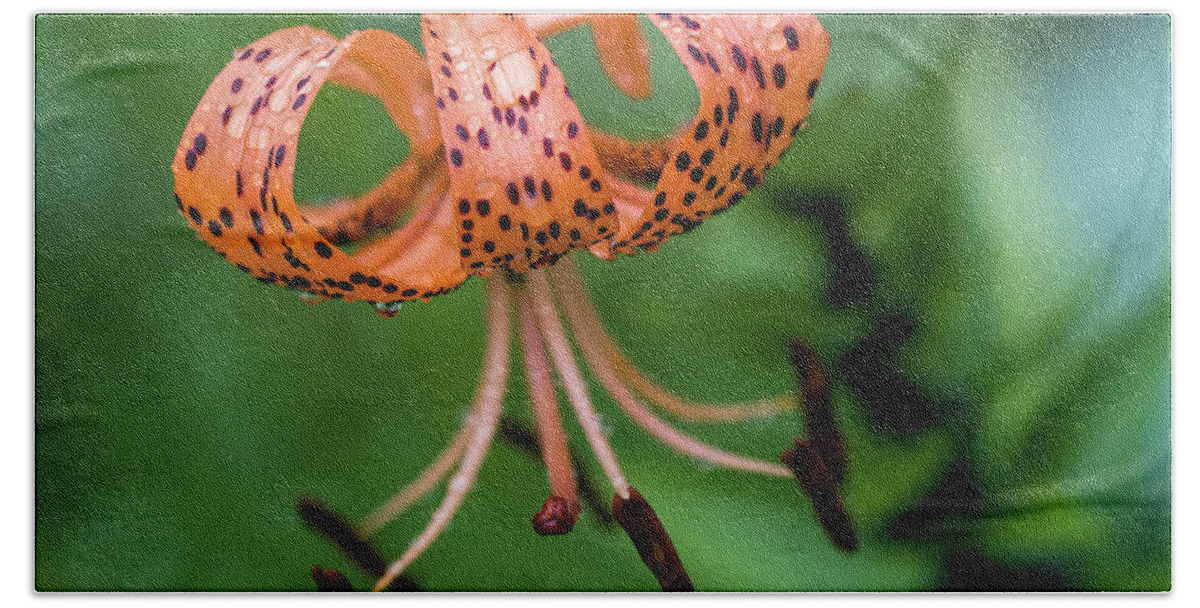 Tiger Lily Beach Towel featuring the photograph Lovely Tiger Lily by Kathy Clark