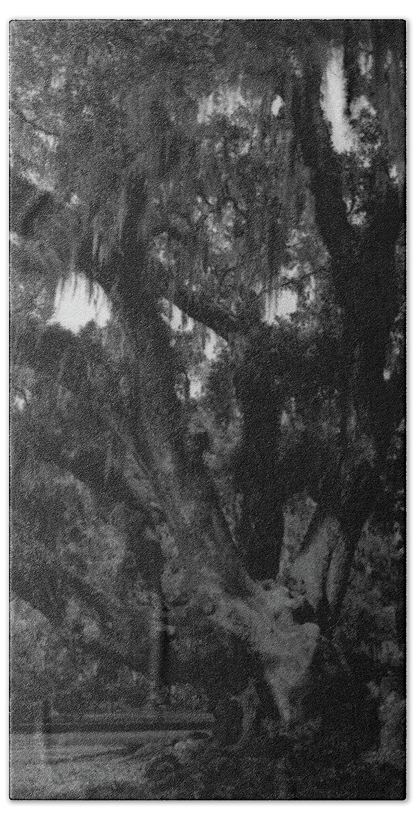 Brunswick Beach Towel featuring the photograph Lover's Oak by John Simmons