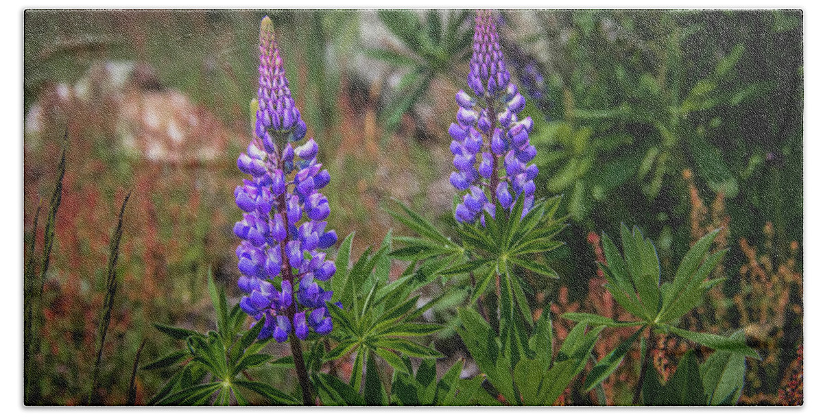 Boorhbay Harbor Beach Towel featuring the photograph Lupine by Guy Whiteley