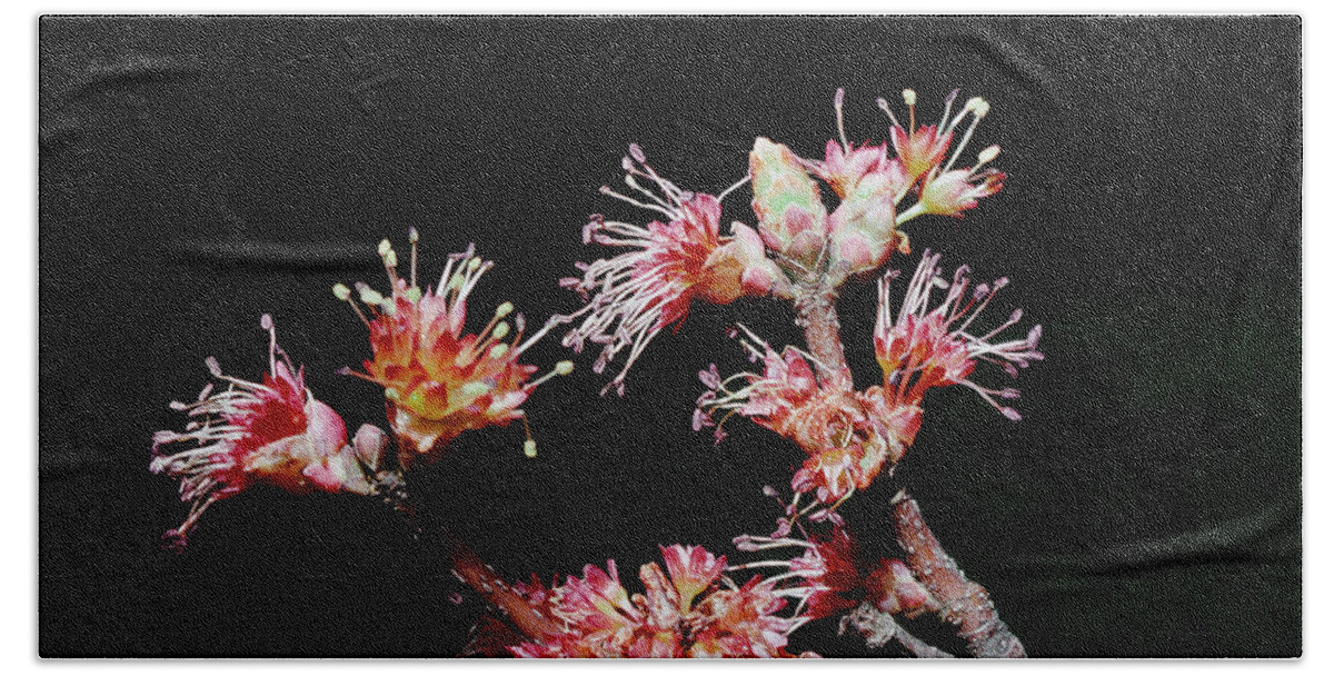 Macro Beach Towel featuring the photograph Maple Blossom by Steven Nelson