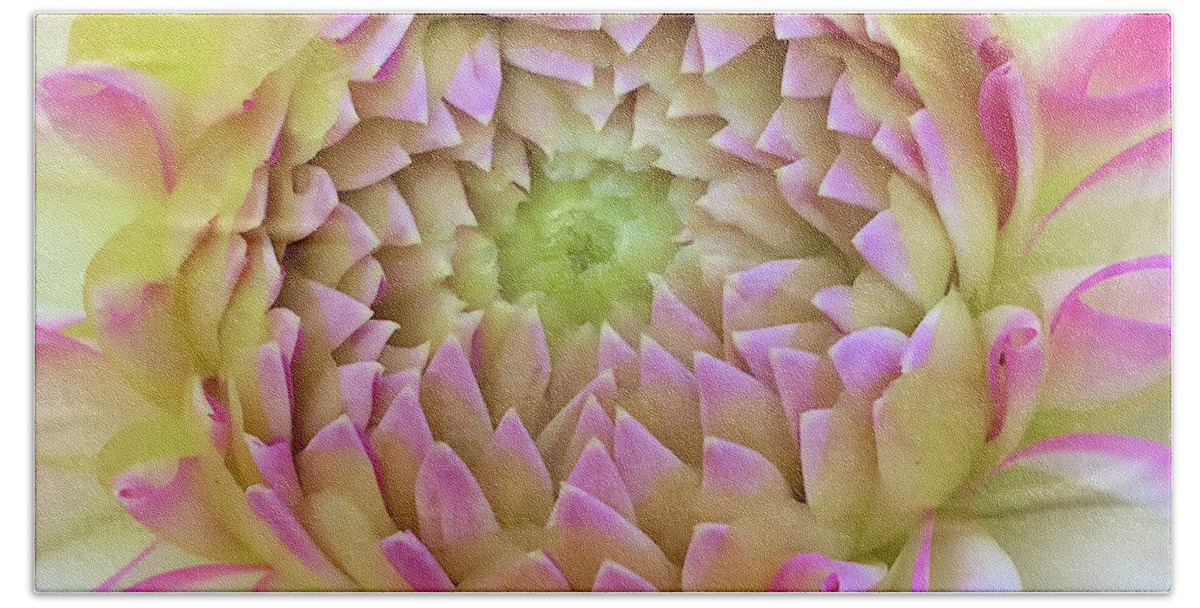 Floral Beach Towel featuring the digital art Macro Bright Pink, Yellow And White Dahlia Bloom by Kirt Tisdale