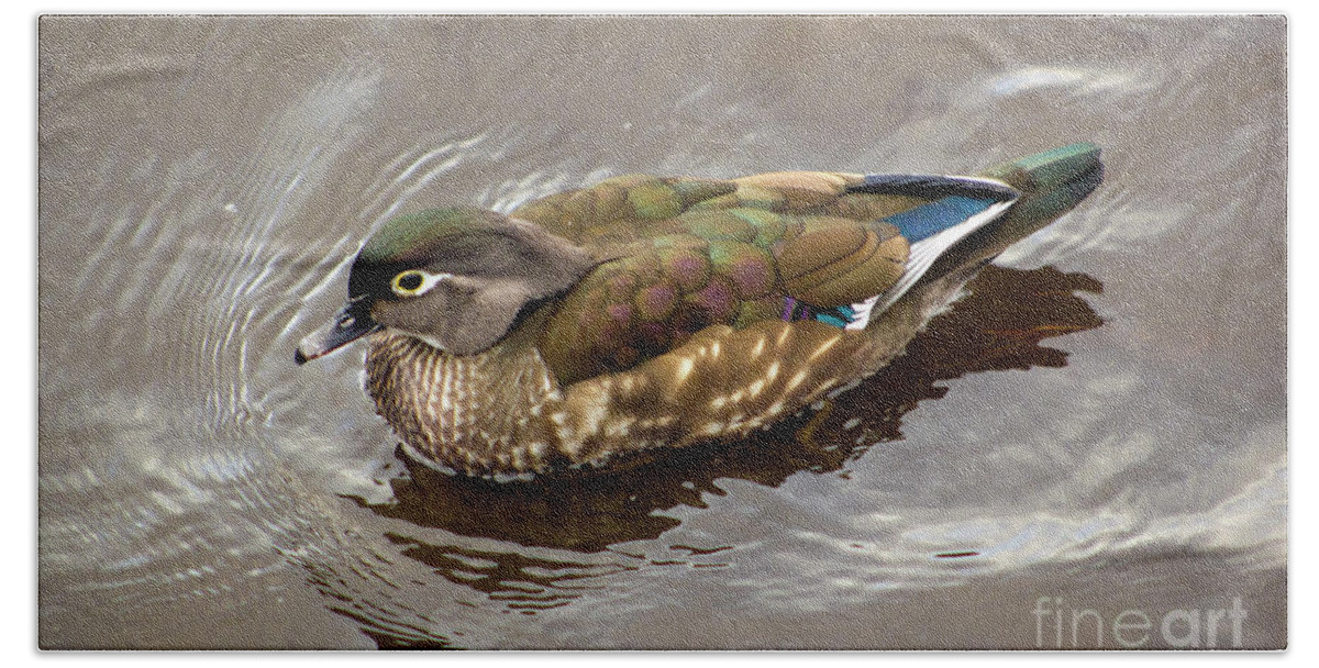 Wood Duck Hen Beach Towel featuring the photograph Madame Wood Duck by Sea Change Vibes