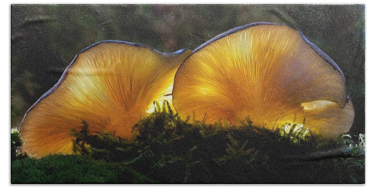 Mushrooms Beach Towel featuring the photograph Magnificent Mushrooms by Nancy Ayanna Wyatt