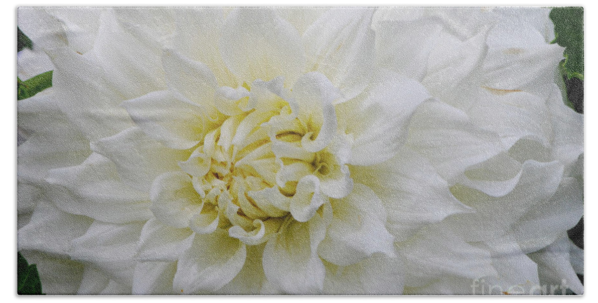 British Columbia Beach Towel featuring the photograph Magnificent White Dahlia by Nancy Gleason