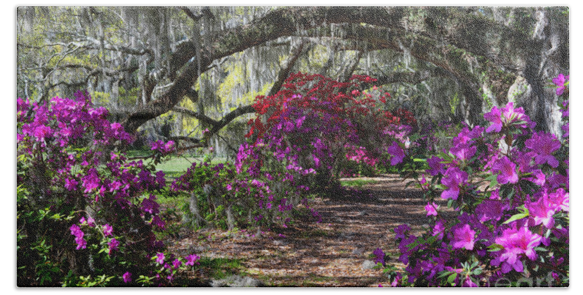 Magnolia Plantation Beach Towel featuring the photograph Magnolia Plantation Path under the Oaks - Charleston South Carolina by Dale Powell