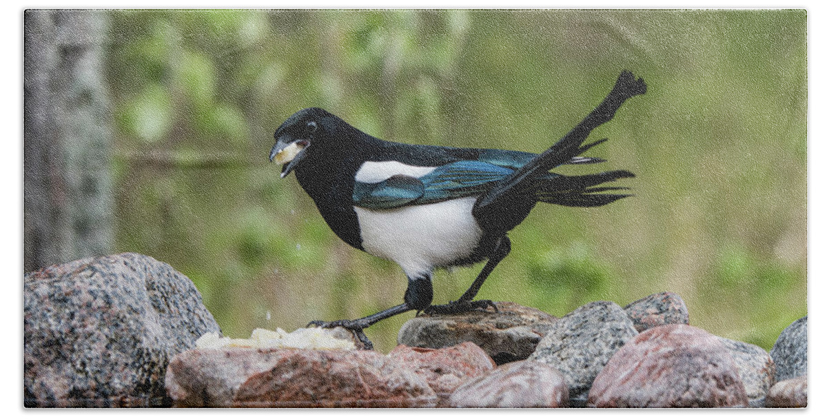 Magpie's Twisted Tail Beach Towel featuring the photograph Magpie in profile eating cheese on the rocks at the pond by Torbjorn Swenelius