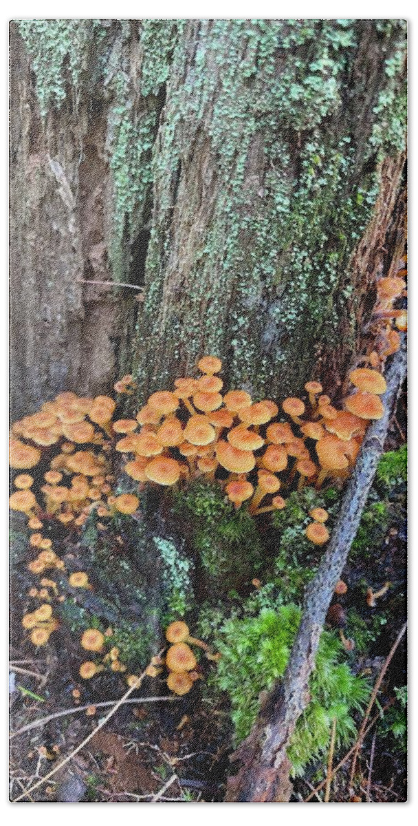 Mushrooms Beach Towel featuring the photograph Majestic Mushrooms #28 by Anjel B Hartwell