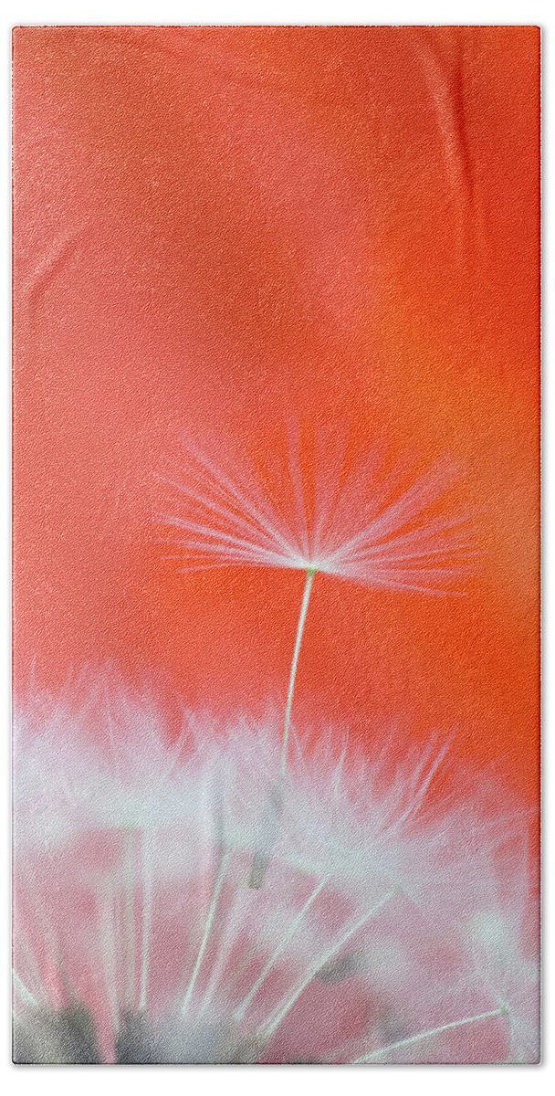 Ideas Beach Towel featuring the photograph Make a Wish - on Red by Anita Nicholson