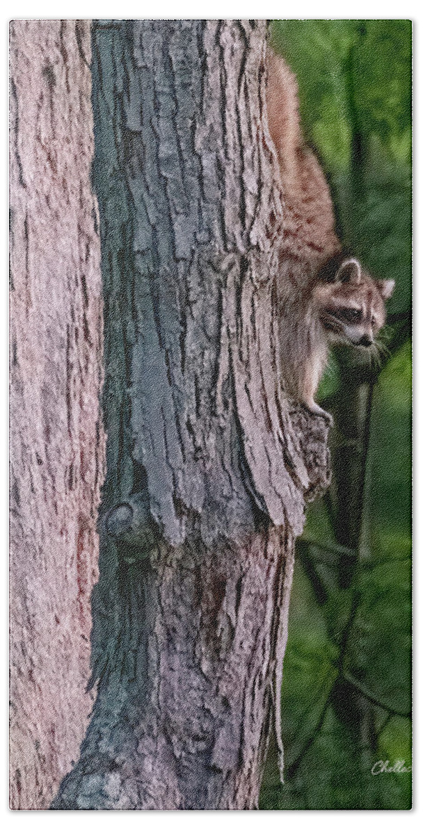 Racoon Beach Towel featuring the photograph Making a late night snack run by ChelleAnne Paradis