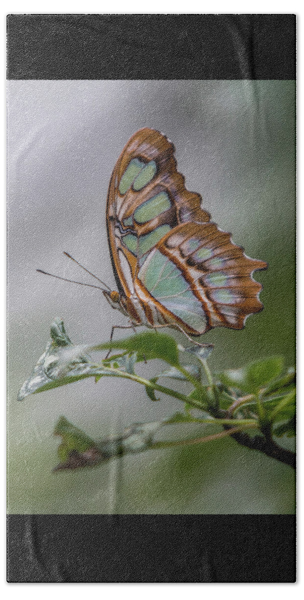 Butterfly Beach Towel featuring the photograph Malachite Butterfly Profile by Patti Deters