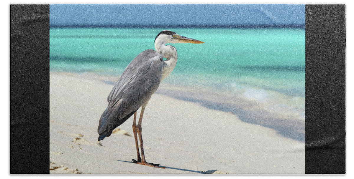 Grey Heron Beach Towel featuring the photograph Maldives - Grey Heron by Olivier Parent
