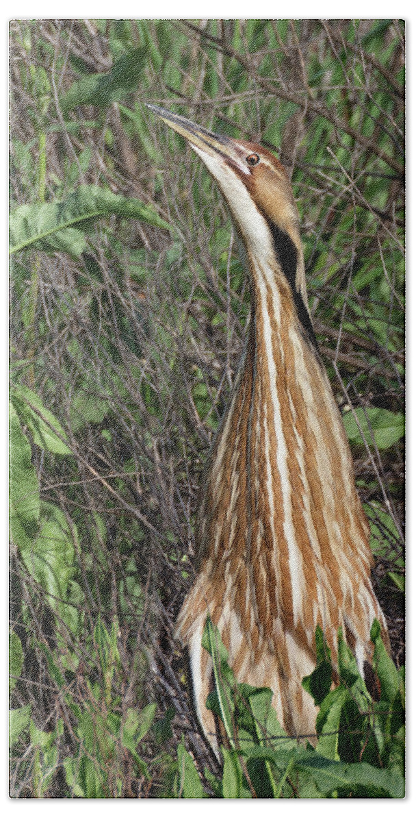 American Bittern Beach Towel featuring the photograph Male American Bittern in Breeding Plumage by Kathleen Bishop
