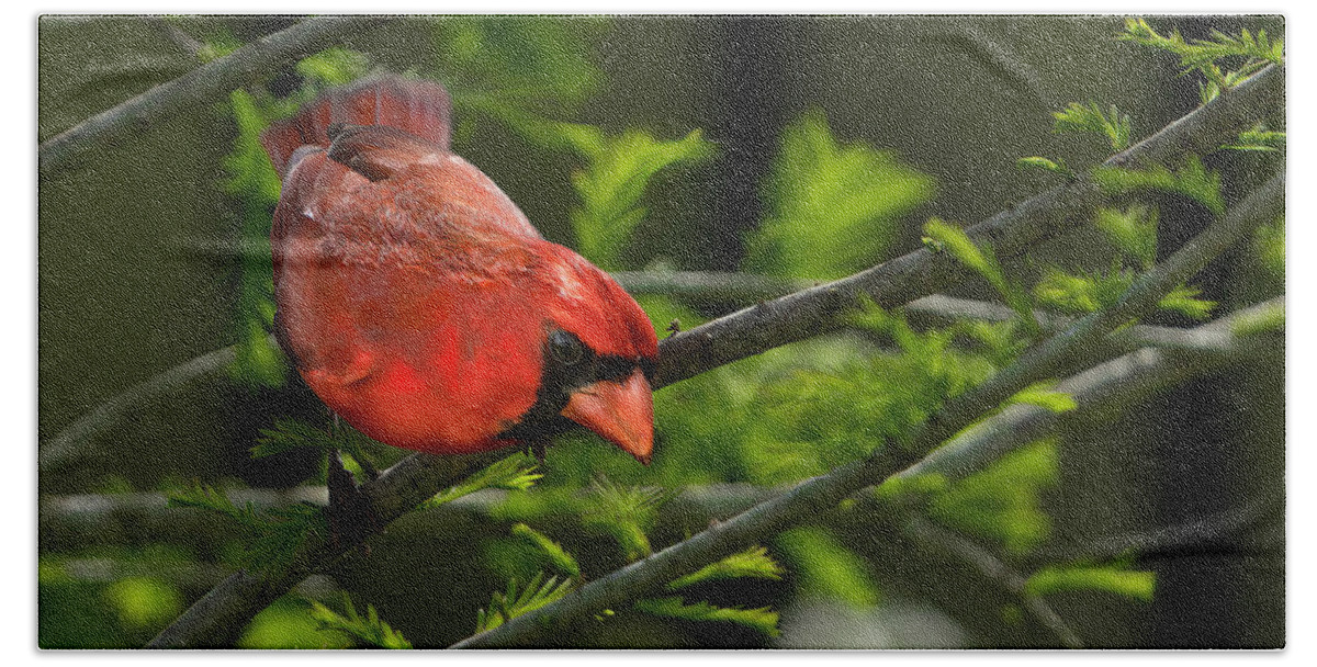 Birds Beach Towel featuring the photograph Male Cardinal by Larry Marshall