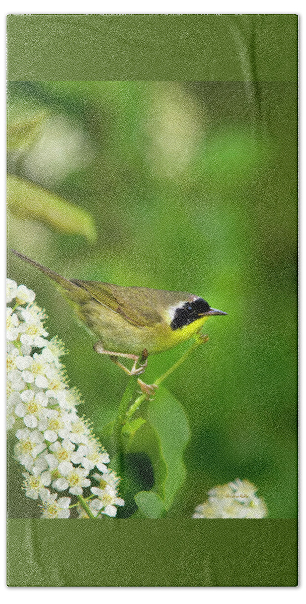 Warbler Beach Towel featuring the photograph Male Common Yellowthroat Warbler by Christina Rollo