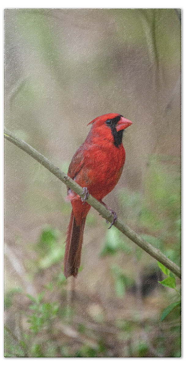 Blue Ridge Parkway Beach Towel featuring the photograph Male Northern Cardinal by Robert J Wagner