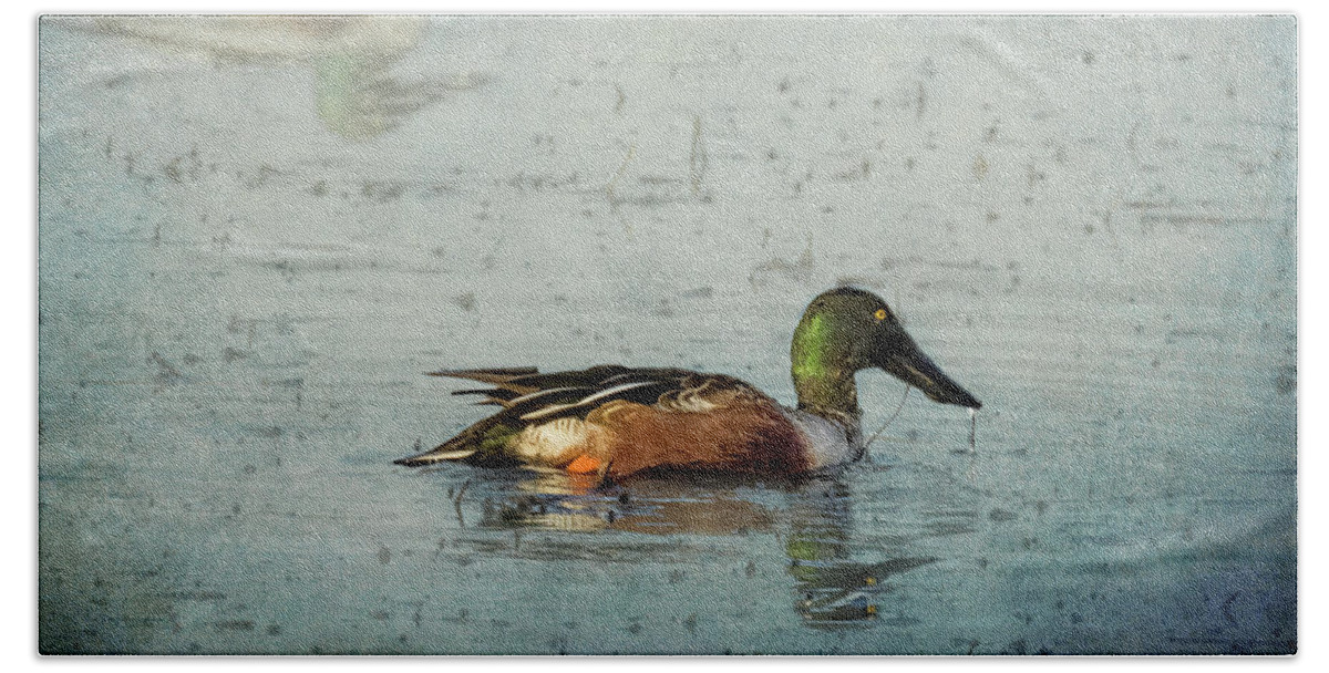 Northern Shoveler Beach Towel featuring the photograph Male Northern Shoveler and Company by Belinda Greb
