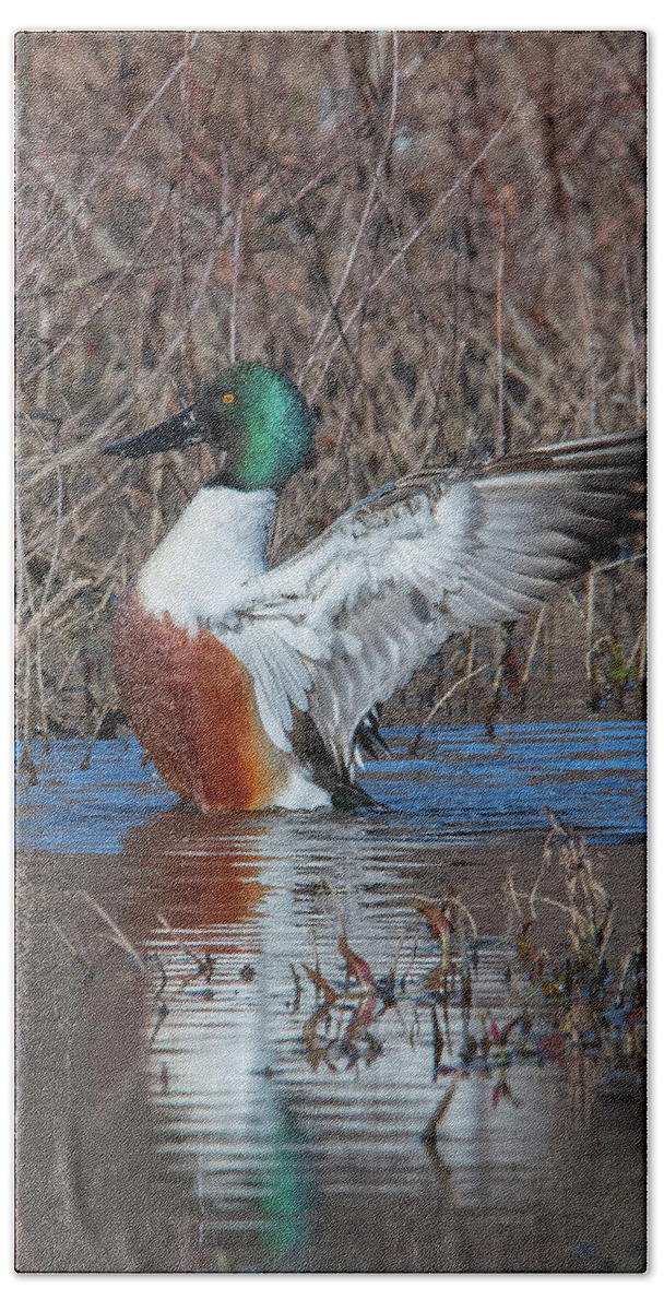 Nature Beach Towel featuring the photograph Male Northern Shoveler Drying off after Bathing DWF0235 by Gerry Gantt