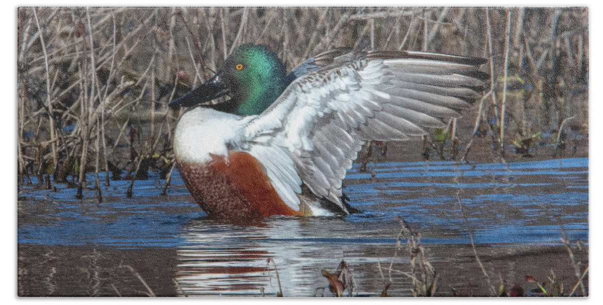 Nature Beach Towel featuring the photograph Male Northern Shoveler Drying off after Bathing DWF0236 by Gerry Gantt