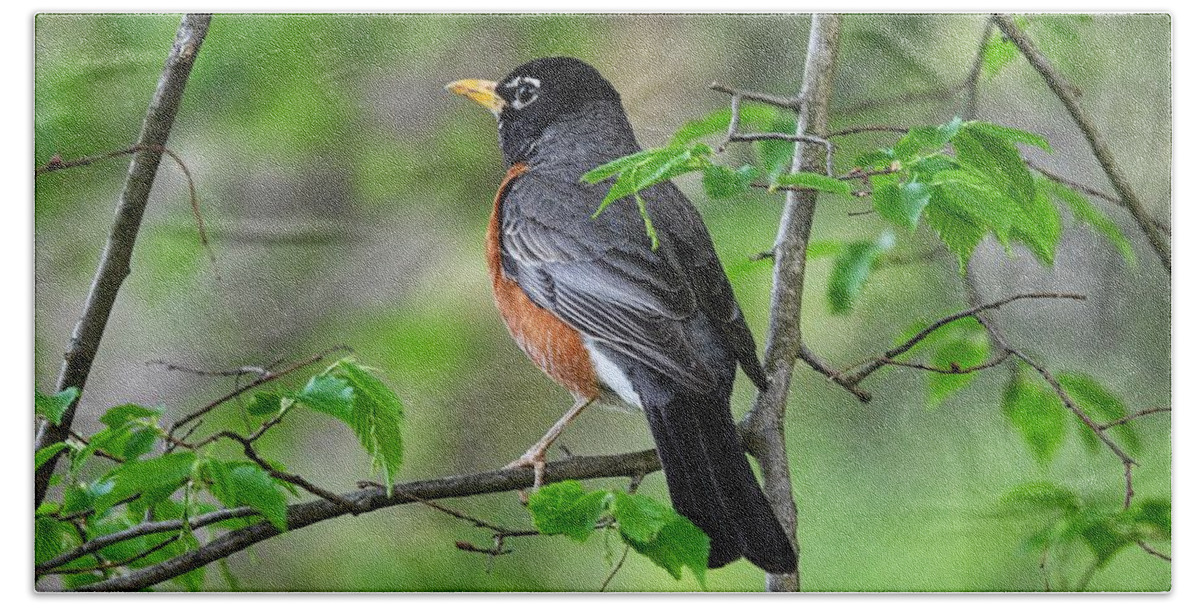 Photo Beach Towel featuring the photograph Male Robin in Tree by Evan Foster