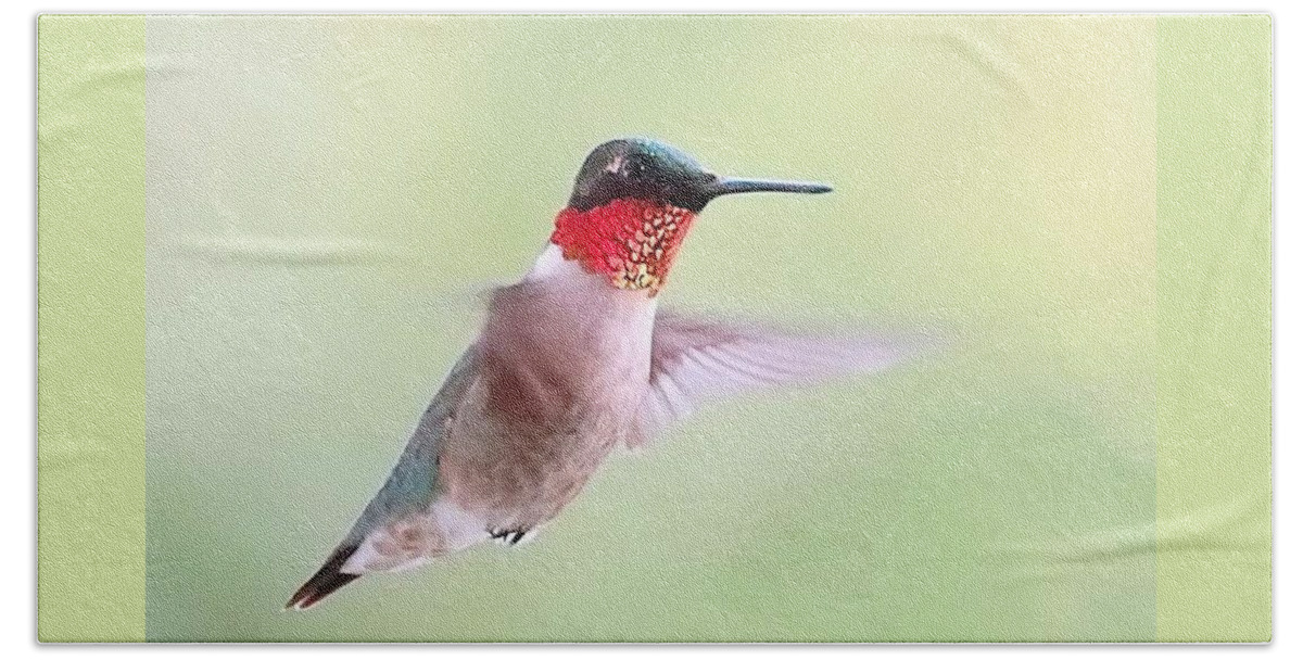 Hummingbird Beach Towel featuring the photograph Male Ruby-Throat in Flight by Lori Lafargue