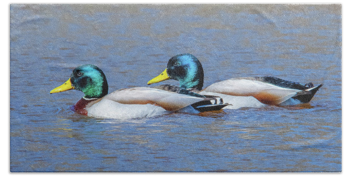 Nature Beach Towel featuring the photograph Mallard Drakes DWF0228 by Gerry Gantt