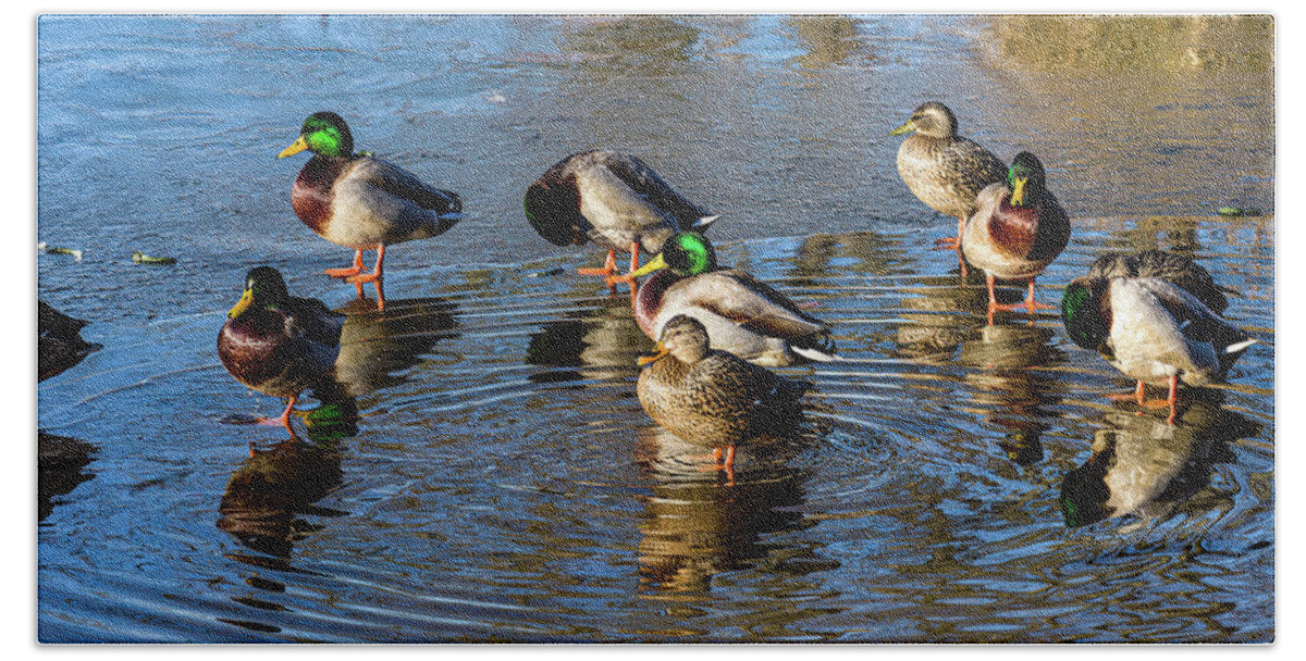 5- Places Beach Towel featuring the photograph Mallard ducks chilling out by Louis Dallara
