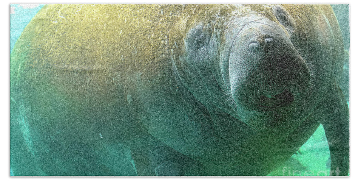 Manatee Beach Towel featuring the photograph Manatee feeding underwater by Benny Marty
