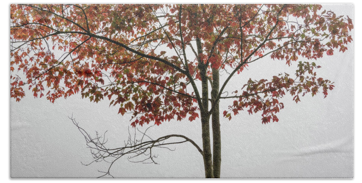 Arbor Beach Towel featuring the photograph Maple Tree I Color by David Gordon