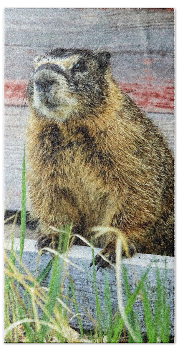 Marmot Beach Towel featuring the photograph Marmot by James BO Insogna