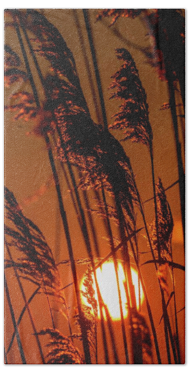 Flora Beach Towel featuring the photograph Marsh Grass Sunset by Liza Eckardt