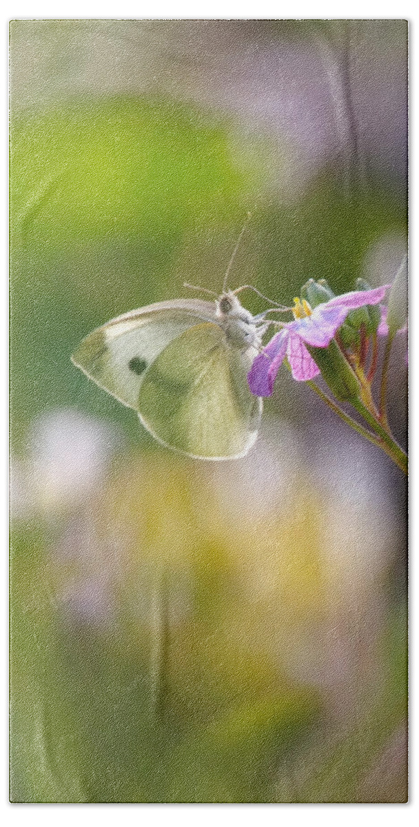 Butterfly Beach Towel featuring the photograph Meadow life 11 by Jaroslav Buna