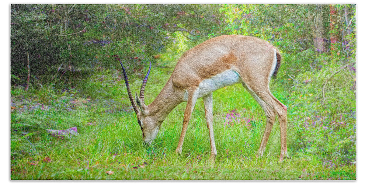 Addra Gazelle Beach Towel featuring the photograph Midday Graze by Judy Kay