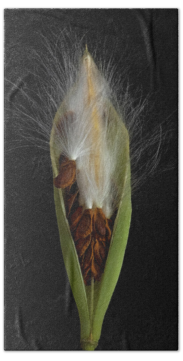 Milkweed Beach Towel featuring the photograph Milkweed Pod 2 by Endre Balogh