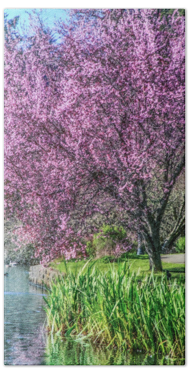 Plum Tree Beach Towel featuring the photograph Mingus Park and Plum Tree Blossoms by Sally Bauer