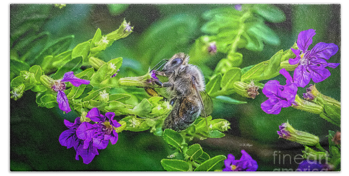 Bees Beach Towel featuring the photograph Mining Bee In Mexican Heather by DB Hayes