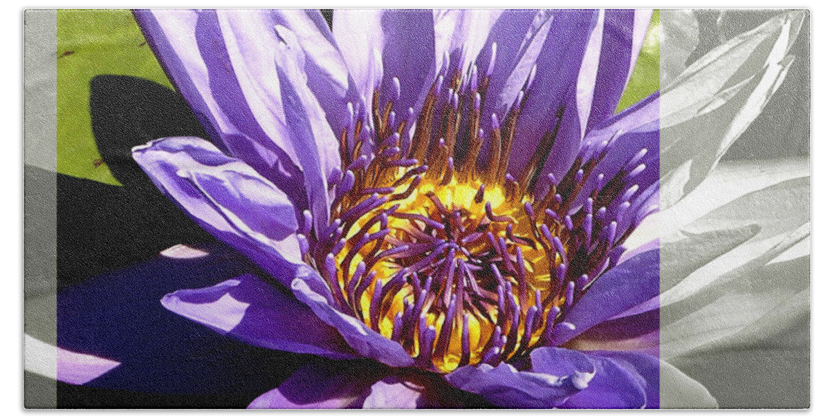 Landscape Beach Towel featuring the photograph Missouri Botanical Garden Water Lily Flower by Patrick Malon