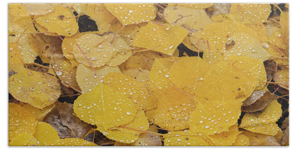 Colorado Beach Towel featuring the photograph Misted Aspen Leaves by David Downs