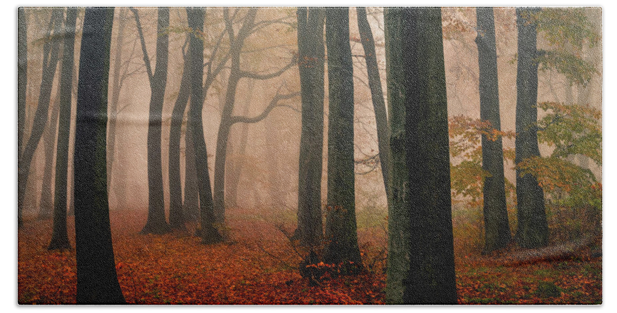 Balkan Mountains Beach Towel featuring the photograph Misty Autumn Forest by Evgeni Dinev